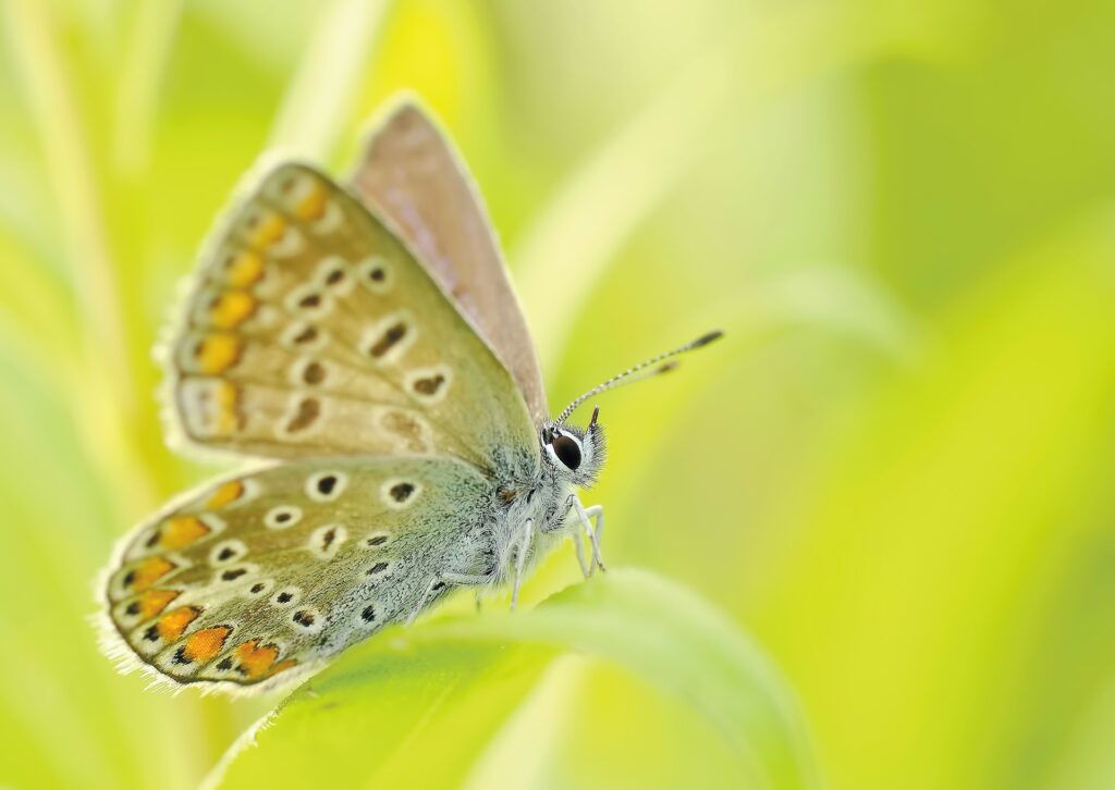 story of a yellow butterfly
