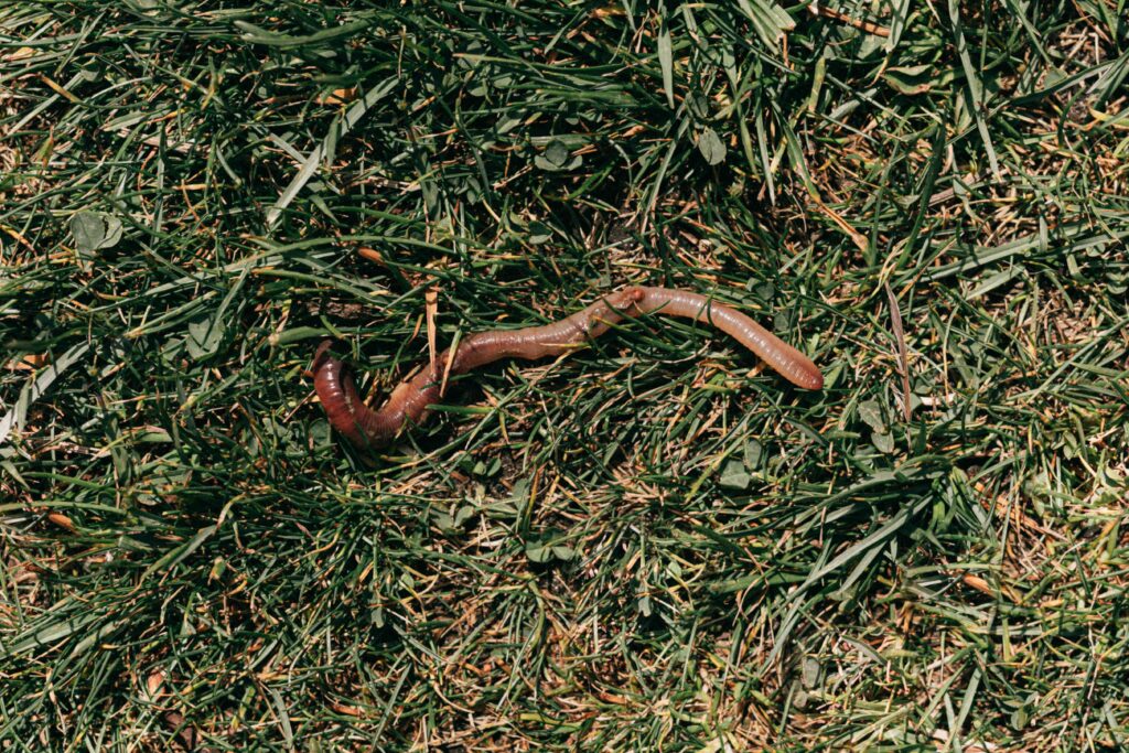 Story of a black earthworm