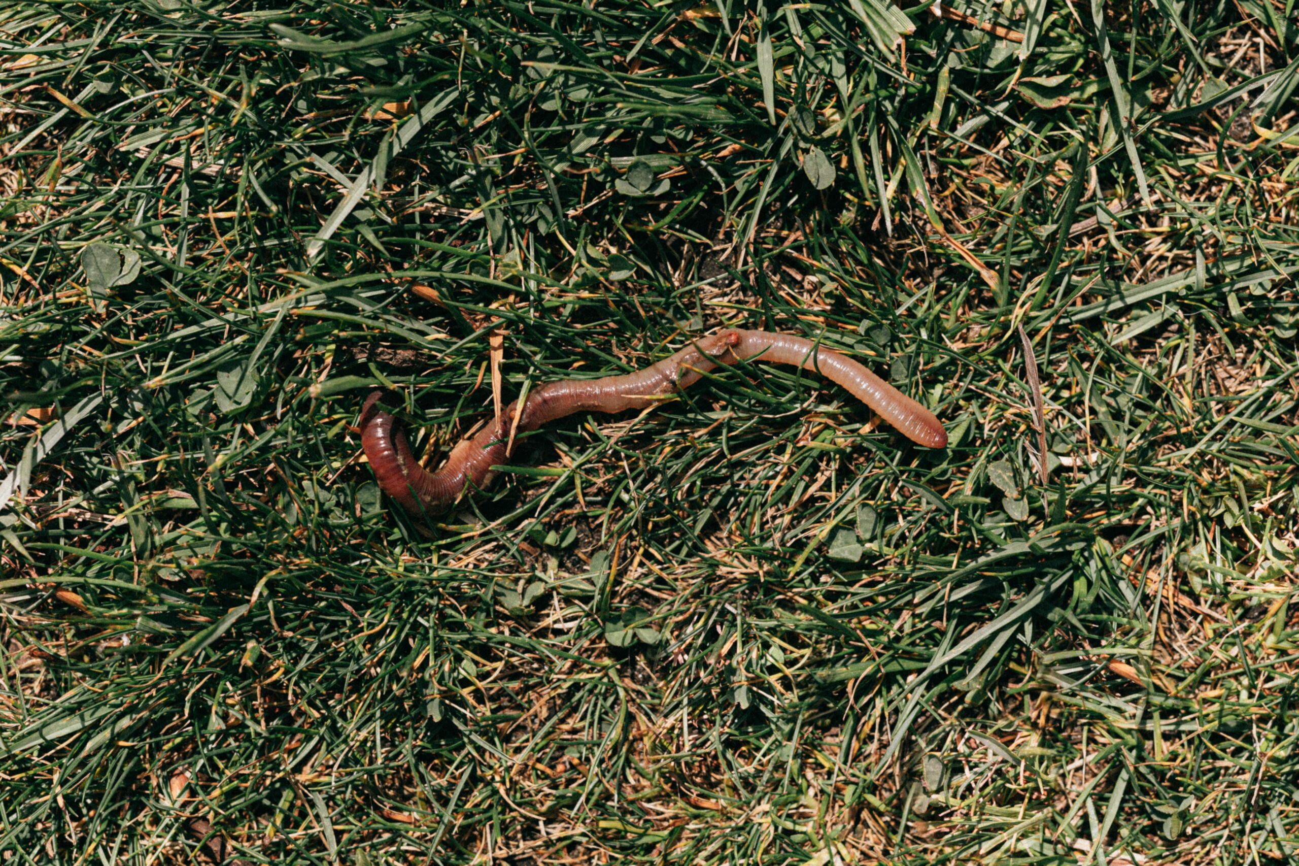 Story of a black earthworm