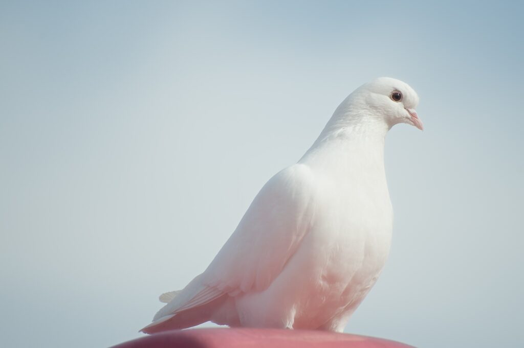 Story of a Holy Bird