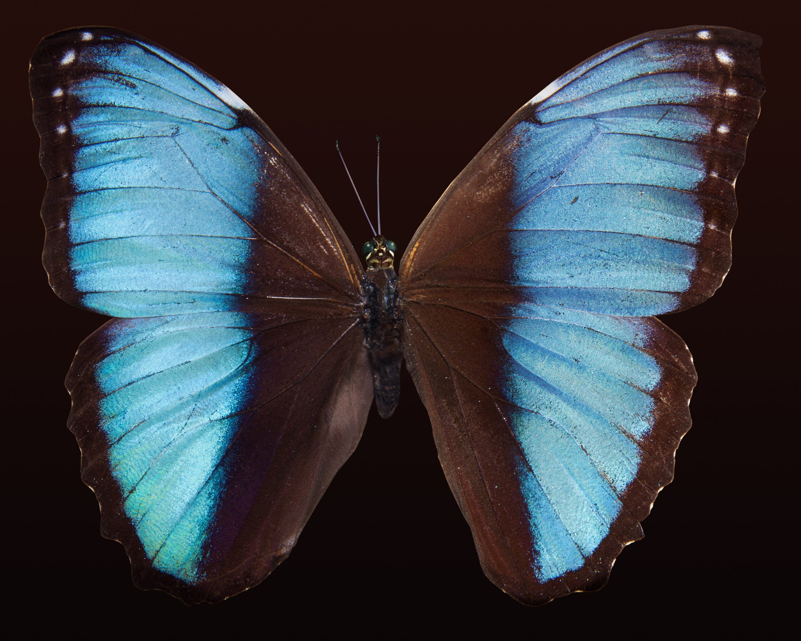 Story of a butterfly